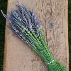 Phenomenal™ Lavender Plant 11 Phenomenal™ Lavender Plant -Blooming Yard Phenomenal Lavender 7