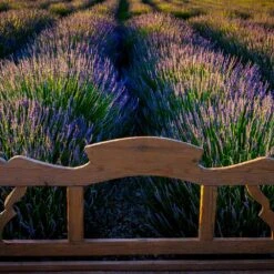Phenomenal™ Lavender Plant 10 Phenomenal™ Lavender Plant -Blooming Yard Phenomenal Lavender 8 FGT