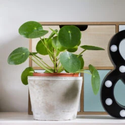 Pilea Peperomioides (Pancake Plant) -Blooming Yard Pilea Pancake Plant 3 FGT