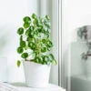 Pilea Peperomioides (Pancake Plant) -Blooming Yard Pilea Pancake Plant FGT 600x6005 790aec39 dc5d 4914 880d e848f81aa5e3