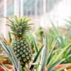 Sugarloaf Pineapple Plant -Blooming Yard Pineapple FGT 600x600 dcdc6b34 3024 4712 8280 bcc7a8b2798f