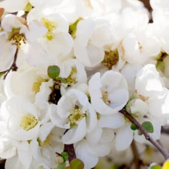 Pineapple Quince Tree -Blooming Yard Pineapple Quince 1 FGT