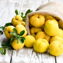 Pineapple Quince Tree -Blooming Yard Pineapple Quince 4 FGT