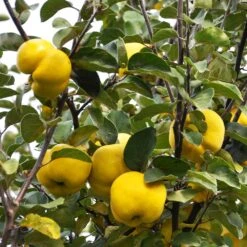 Pineapple Quince Tree -Blooming Yard Pineapple Quince 7