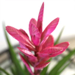 5-Inch Bromeliad In Decorative Pot -Blooming Yard Pink Bromiliad 2 e1dd7faf b9f8 429e 84d5 7ce3076db5e3
