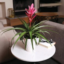 5-Inch Bromeliad In Decorative Pot -Blooming Yard Pink Bromiliad 4
