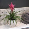 5-Inch Bromeliad In Decorative Pot -Blooming Yard Pink Bromiliad 600x600 1
