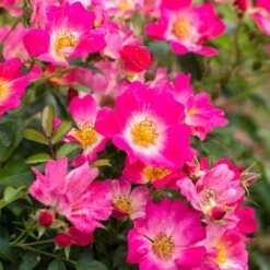 Pink Drift® Rose -Blooming Yard Pink Drift Rose 1 FGT