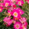 Pink Drift® Rose -Blooming Yard Pink Drift Rose FGT 600x600 20d4fd32 04cb 474a b152 7b9c720d0596
