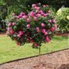 Pink Knock Out® Rose Tree -Blooming Yard Pink Knockout Rose Tree FGT 600x600 04388905 db60 4ebf 8baa 6e25185dab4b