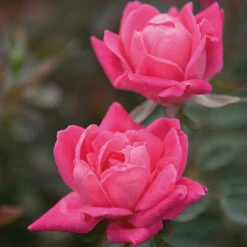 Double Pink Knock Out® Rose -Blooming Yard Pink Knockout Shrub 4 FGT