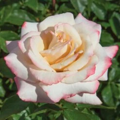 Pinkerbelle™ Rose -Blooming Yard Pinkerbelle Rose 1 FGT