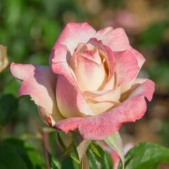 Pinkerbelle™ Rose -Blooming Yard Pinkerbelle Rose 2 FGT