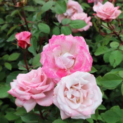 Pinkerbelle™ Rose -Blooming Yard Pinkerbelle Rose 5