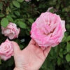 Pinkerbelle™ Rose -Blooming Yard Pinkerbelle Rose FGT 600x600 be6e8406 d8dc 4685 a65d fbdcdd122191