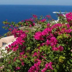 Pink Pixie Bougainvillea -Blooming Yard Pixie Pink BOugainv illea FGT 3