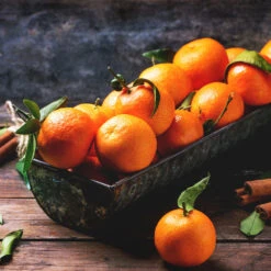 Pixie Mandarin Tree -Blooming Yard Pixie Mandarin Tree 3