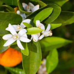 Pixie Mandarin Tree -Blooming Yard Pixie Mandarin Tree 6