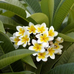 Plumeria -Blooming Yard Plumeria white