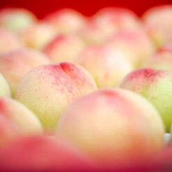 Polly Peach Tree -Blooming Yard Polly Peach 2