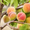 Polly Peach Tree -Blooming Yard Polly Peach FGT 600x600 1