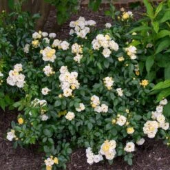 Popcorn Drift® Rose -Blooming Yard Popcorn Drift Rose 3