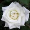 Pope John Paul II Rose Shrub -Blooming Yard Pope John Paul Rose FGT 600x600 0c0da3d4 5c1d 47bc 9e25 5c58543e2d88