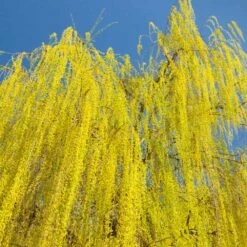 Prairie Cascade Weeping Willow -Blooming Yard Prarie Cascade Willow 3 FGT