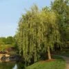 Prairie Cascade Weeping Willow -Blooming Yard Prarie Cascade Willow FGT 600x600 7781f277 3593 4f36 9a81 fb90dfbb8fc4