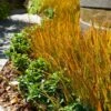 Prairie Fire Sedge -Blooming Yard Prarie Fire Sedge FGT 600x600 0ccfb205 f925 4cc6 9f47 7bfe2db0c343