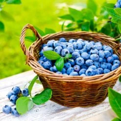 Premier Blueberry Bush - USDA Organic -Blooming Yard Premier Blueberry 4 26b72517 4f98 433d b1e8 edb49ba15bac