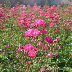 Pretty Polly® Pink Rose -Blooming Yard Pretty Polly Pink