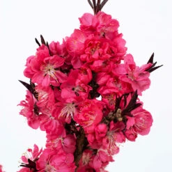 Ruby Ruffle™ Patio Peach Tree -Blooming Yard Prunus RubyRuffles 2