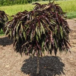 Ruby Ruffle™ Patio Peach Tree -Blooming Yard Prunus RubyRuffles 3
