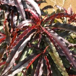 Ruby Ruffle™ Patio Peach Tree -Blooming Yard Prunus RubyRuffles 6