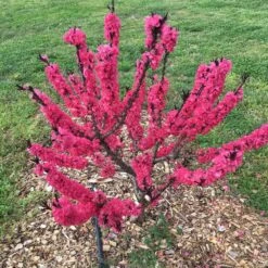 Ruby Ruffle™ Patio Peach Tree -Blooming Yard Prunus RubyRuffles 7