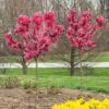 Ruby Ruffle™ Patio Peach Tree -Blooming Yard Prunus RubyRuffles FGT 600x600 1744e450 9ff5 4e97 b1f2 8420542c2512