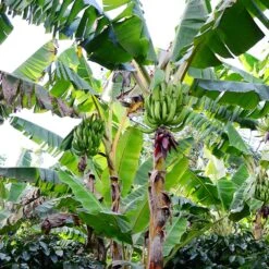Puerto Rican Plantain Banana Tree -Blooming Yard Puerto Rican Plantain Banana Tree 10