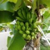 Puerto Rican Plantain Banana Tree -Blooming Yard Puerto Rican Plantain Banana Tree 600x600 ddb0a822 8a0f 4f43 b9b1 2cbae1c185de