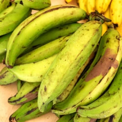 Puerto Rican Plantain Banana Tree -Blooming Yard Puerto Rican Plantain Banana Tree 7