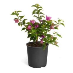 New River Purple Bougainvillea -Blooming Yard Purple Bougainvillea 6inch