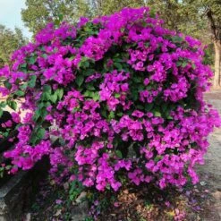 New River Purple Bougainvillea -Blooming Yard Purple Bougainvillea New River 11