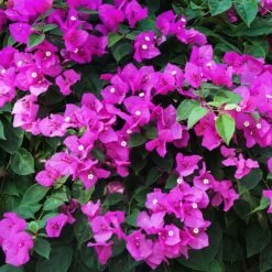 New River Purple Bougainvillea -Blooming Yard Purple Bougainvillea New River 12 FGT