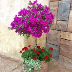 New River Purple Bougainvillea -Blooming Yard Purple Bougainvillea New River 1 FGT