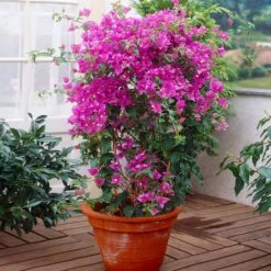 New River Purple Bougainvillea -Blooming Yard Purple Bougainvillea New River 2