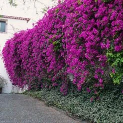New River Purple Bougainvillea -Blooming Yard Purple Bougainvillea New River 7 FGT