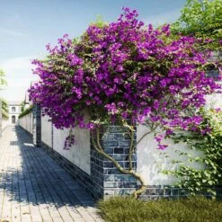 New River Purple Bougainvillea -Blooming Yard Purple Bougainvillea New River 9