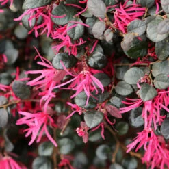 Purple Daydream® Dwarf Loropetalum -Blooming Yard Purple Daydream Loropetalum 1