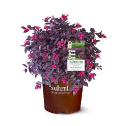 Purple Daydream® Dwarf Loropetalum -Blooming Yard Purple Daydream Loropetalum 2