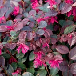 Purple Diamond® Semi-Dwarf Loropetalum -Blooming Yard Purple Diamond loropetalum 1
